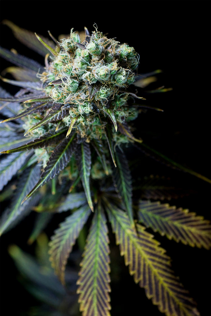 SEMILLAS DE DINAMED THC<0,3% | IberoSeeds x Dinafem seeds