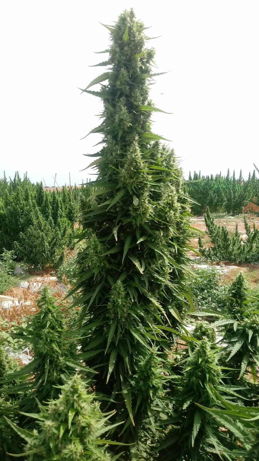 SEMILLAS CBD - KOMPOLTI SELECCIONADA | IberoSeeds CBD