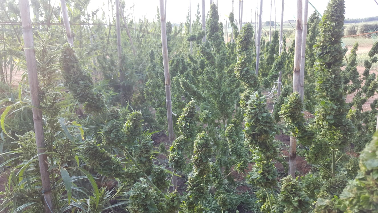 SEMILLAS CBD - KOMPOLTI SELECCIONADA | IberoSeeds CBD